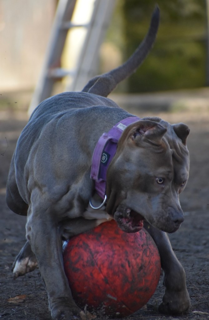 BMF Medellin, American Bully femelle de l'élevage Bully Monster Family