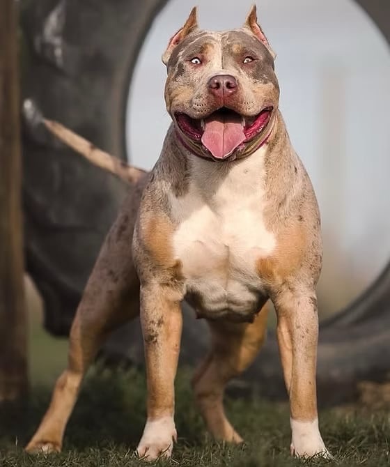 SUPREME'S Ocean, American Bully femelle de l'élevage Bully Monster Family