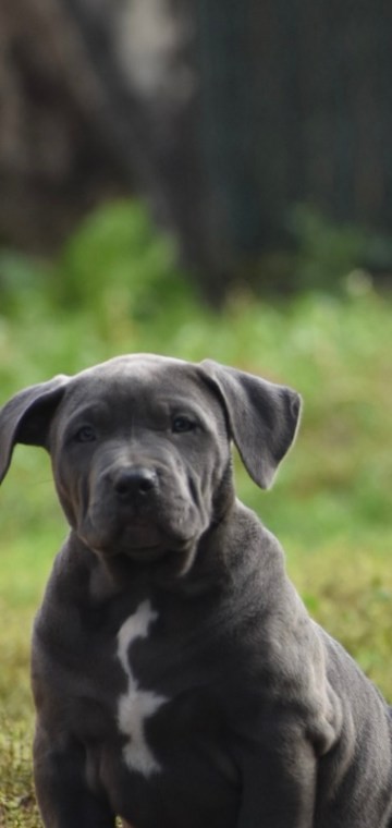 BMF Frostbite, chiot American Bully disponible