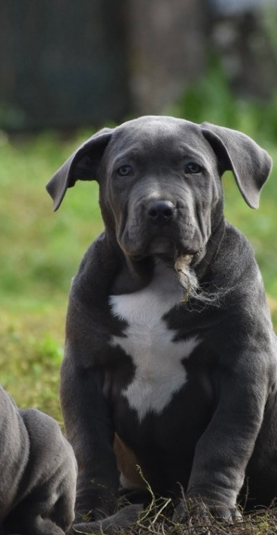 BMF Blizzard, chiot American Bully disponible
