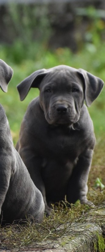 BMF Avalanche, chiot American Bully disponible