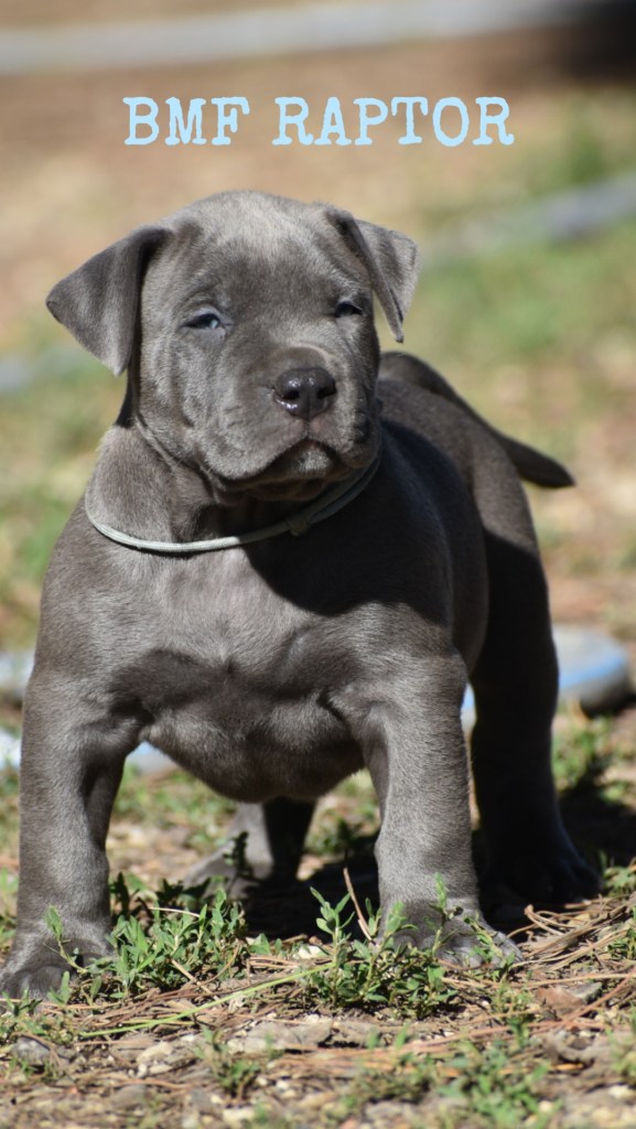 BMF Raptor, American Bully mâle de l'élevage Bully Monster Family
